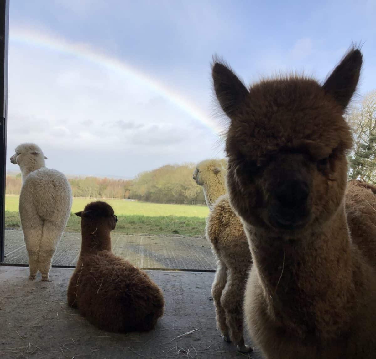 Angry Looking Cria with a Rainbow Behind