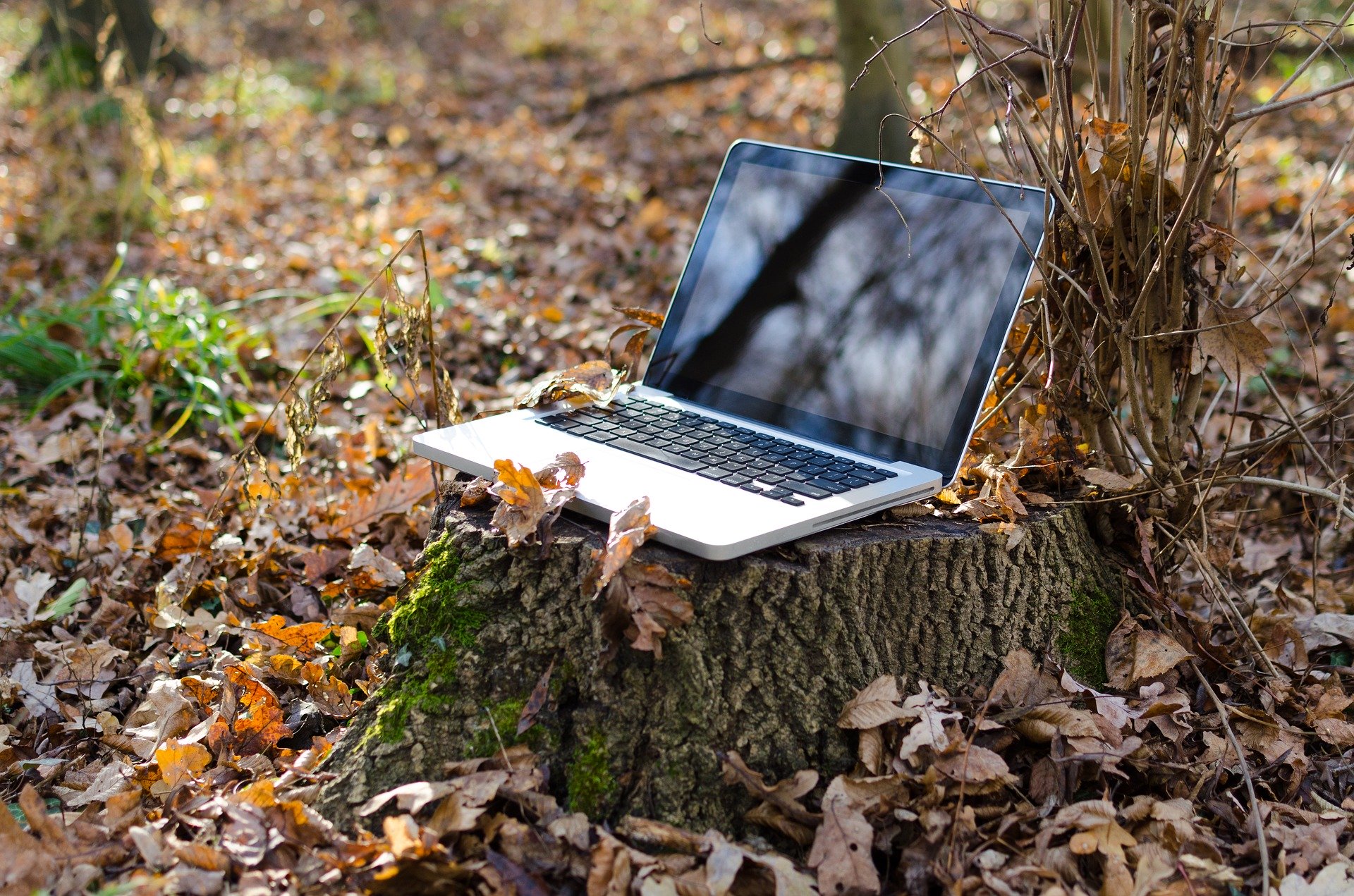Laptop in a forest