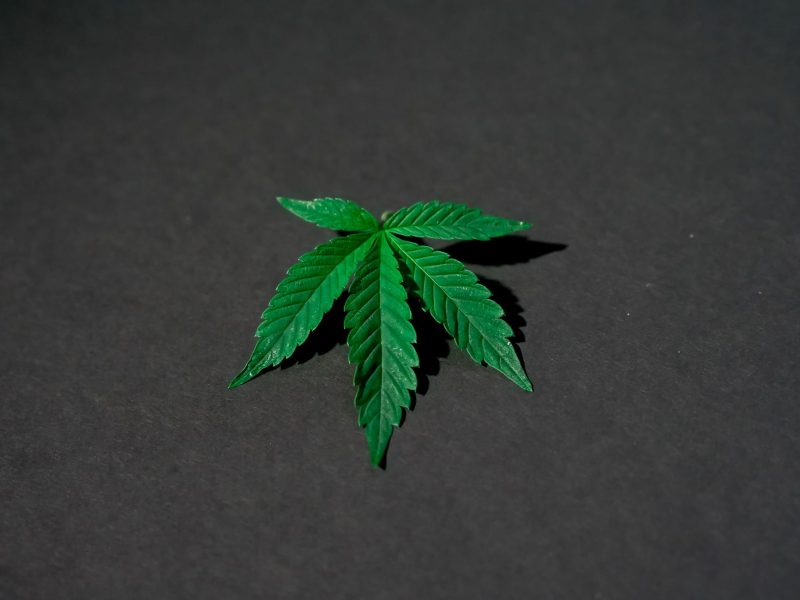 photo of cannabis leaves on dark background