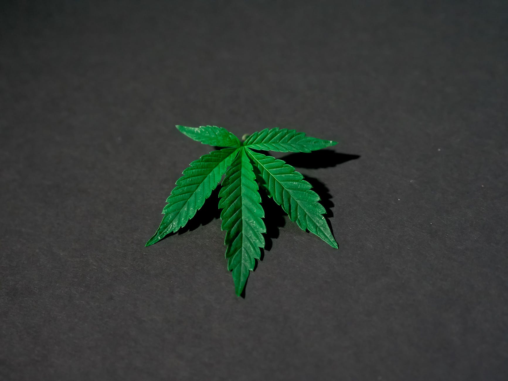 photo of cannabis leaves on dark background