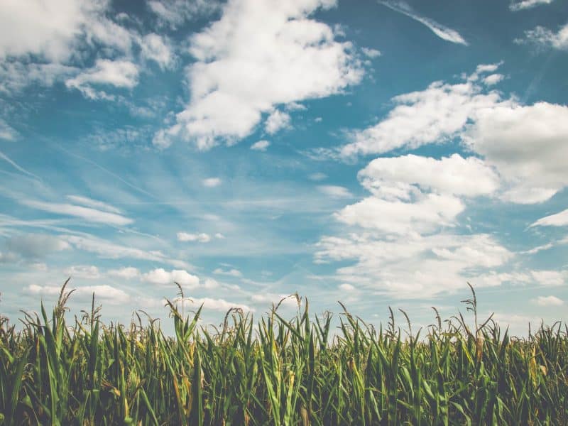 corn fields under white clouds with blue sky during daytime