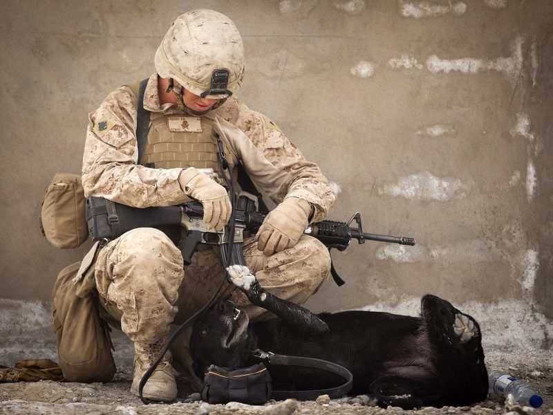 animal army battle canine