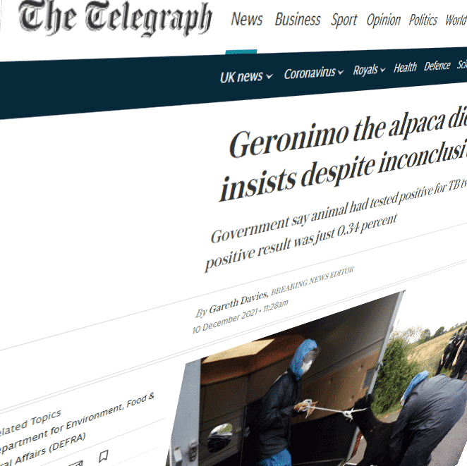 Telegraph reporting on Geronimo the alpaca