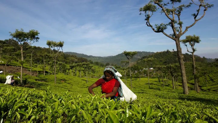 Fairtrade Tea picker Parinala, near Kothagiri, India
