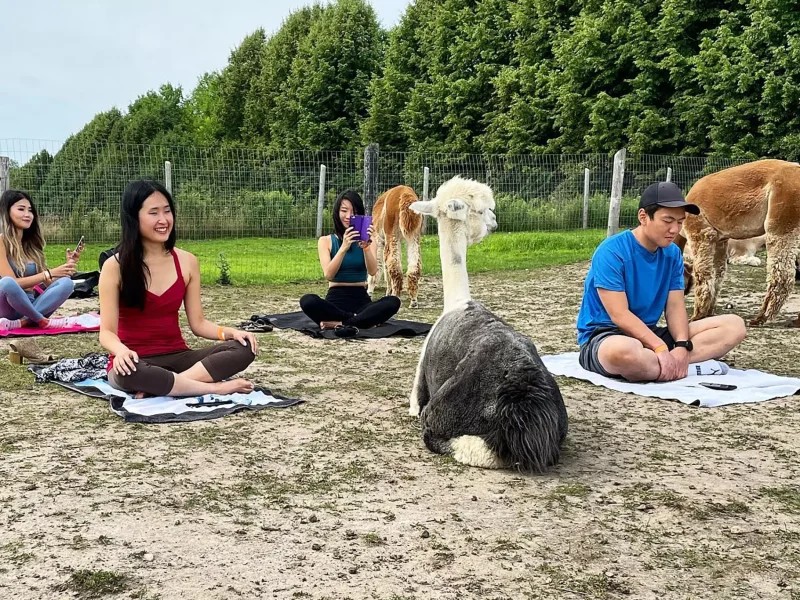 Alpaca Yoga