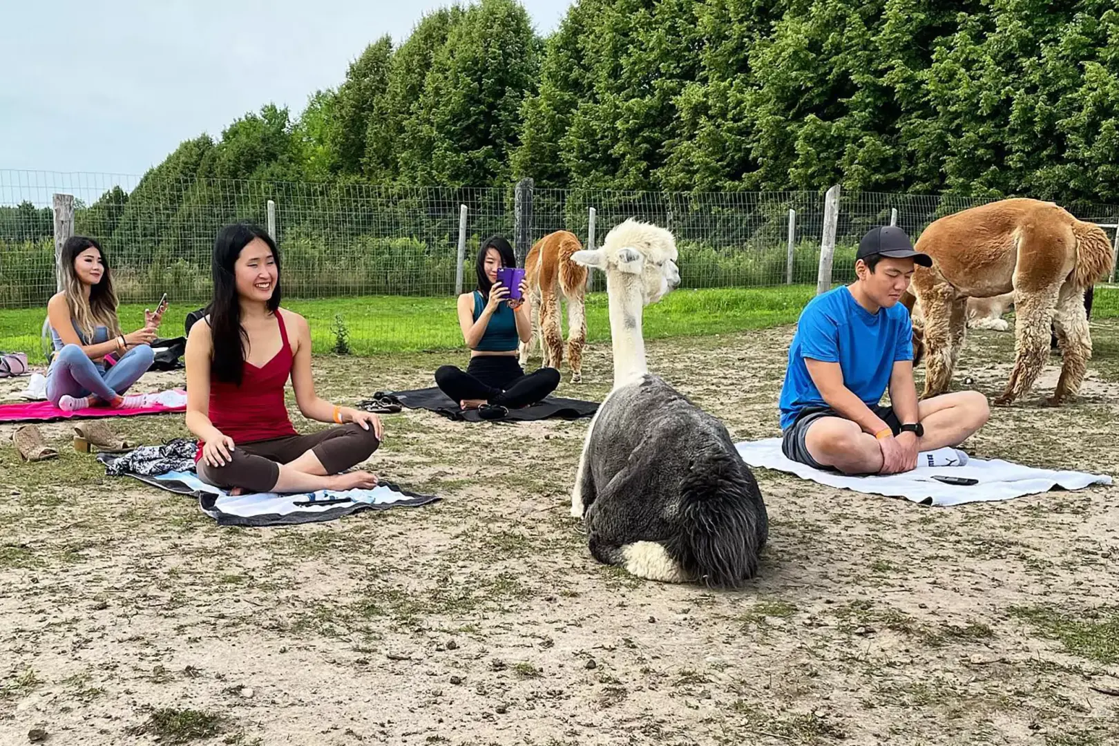 Alpaca Yoga