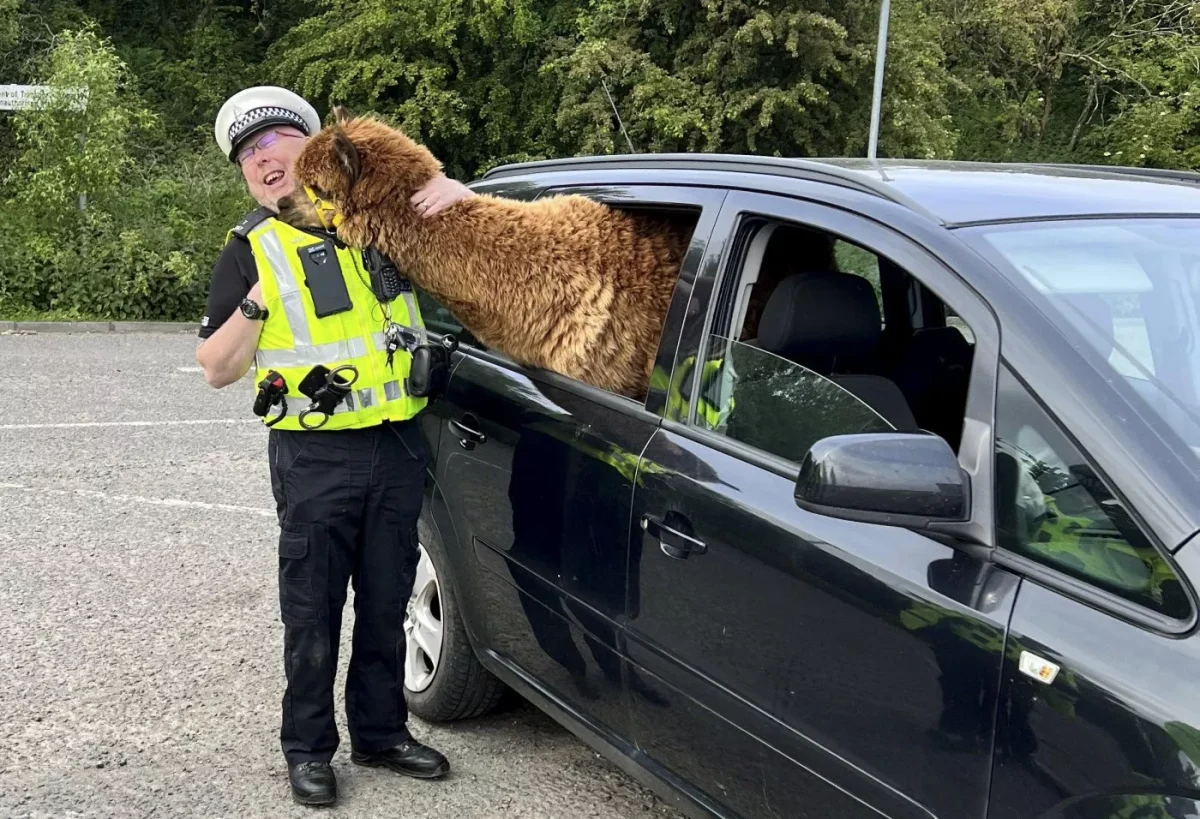 Annie the Alpaca and a police officer