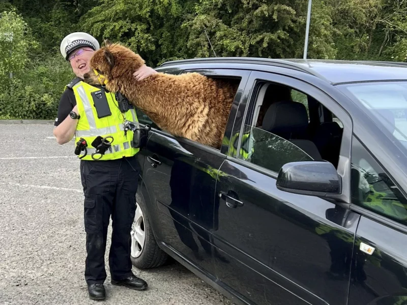 Annie the Alpaca and a police officer