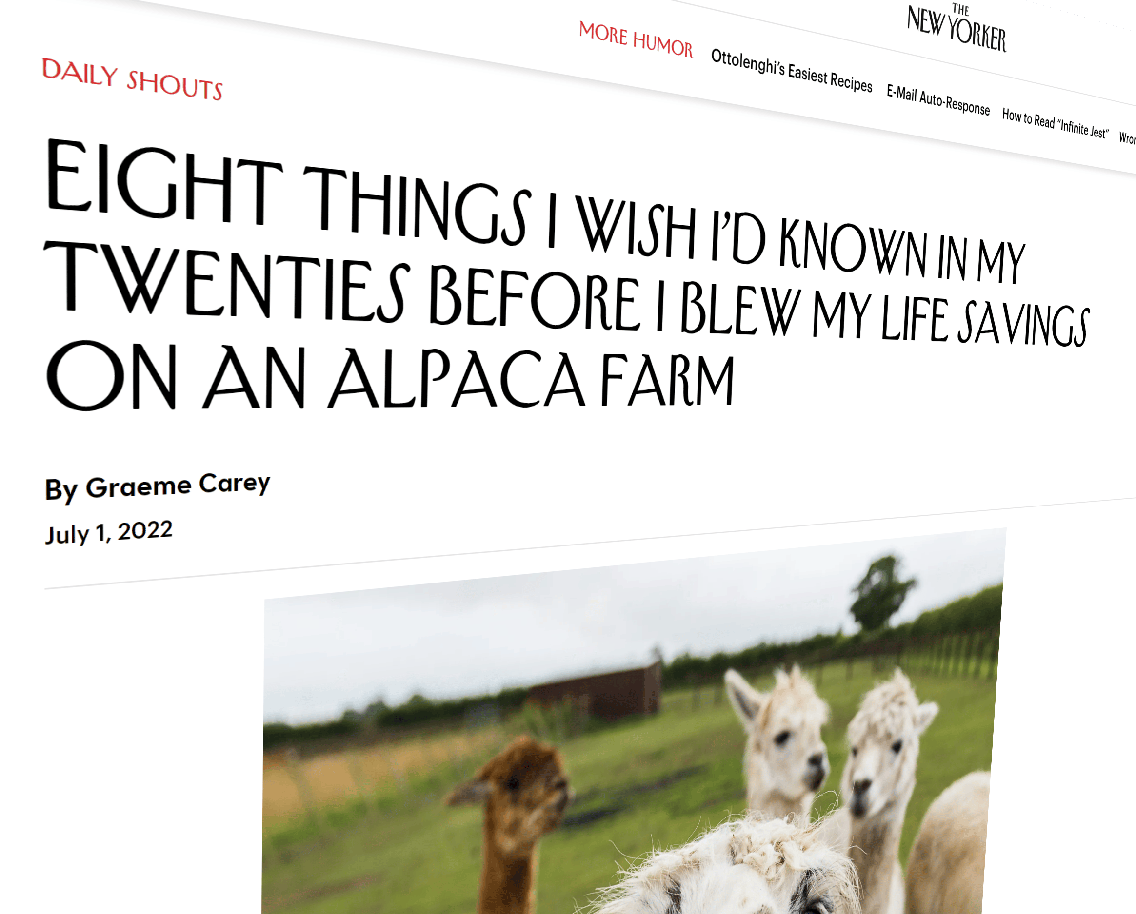 New Yorker article about alpaca farming