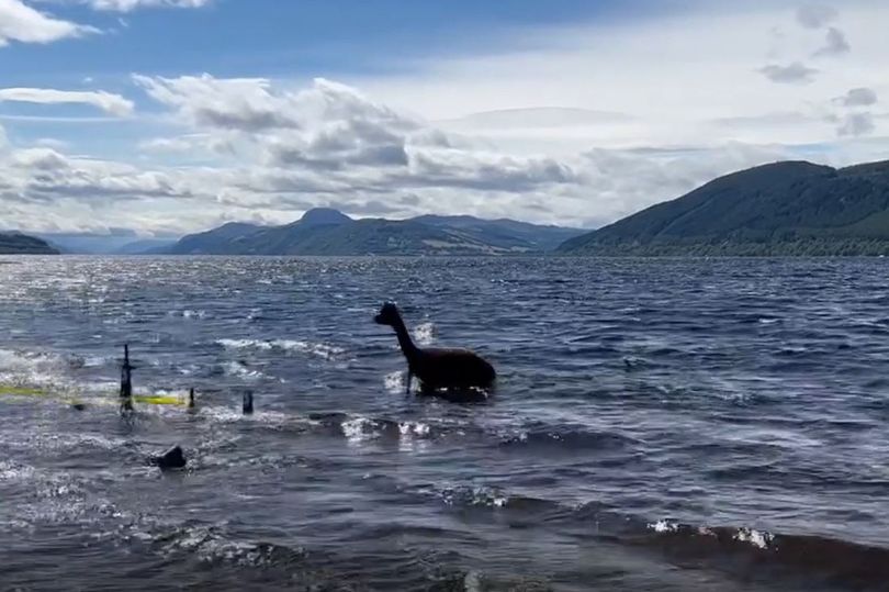 An alpaca in Loch Ness