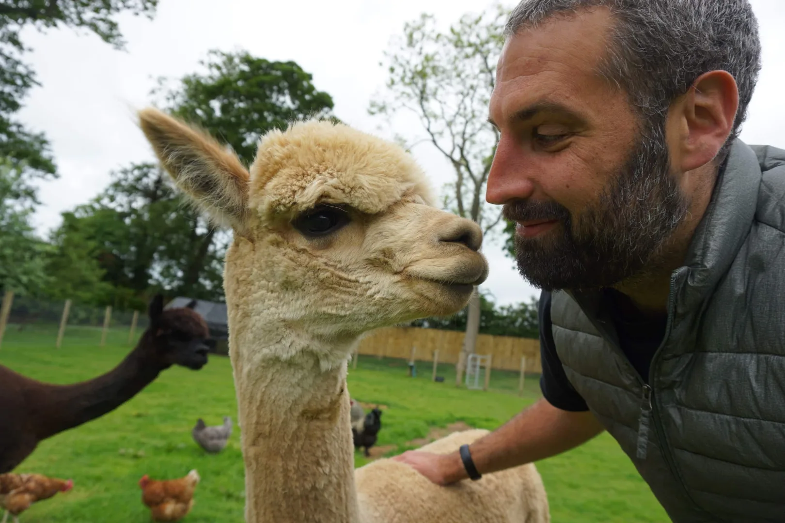 Michael Josem looking at an alpaca