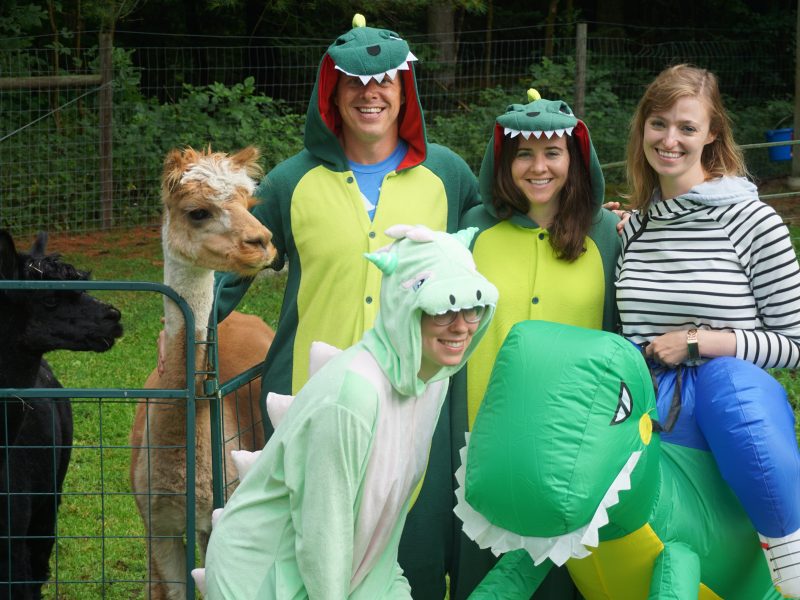 Alpacas and people in animal costumes