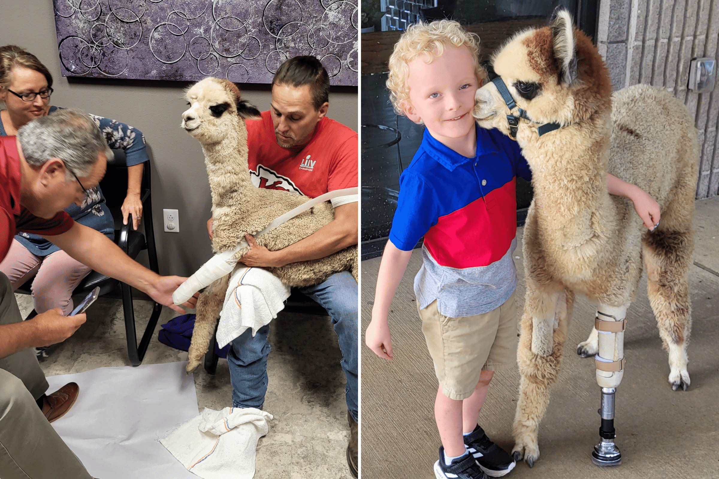 An alpaca has a custom prosthetic leg fitted