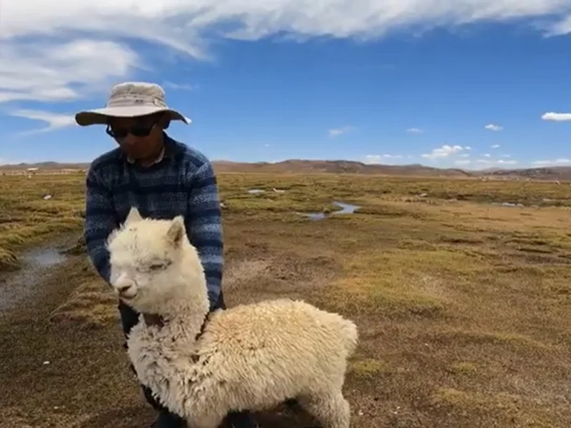 A photo of an alpaca in Peru
