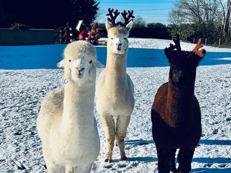 Three Christmas-dressed Alpacas in the snow