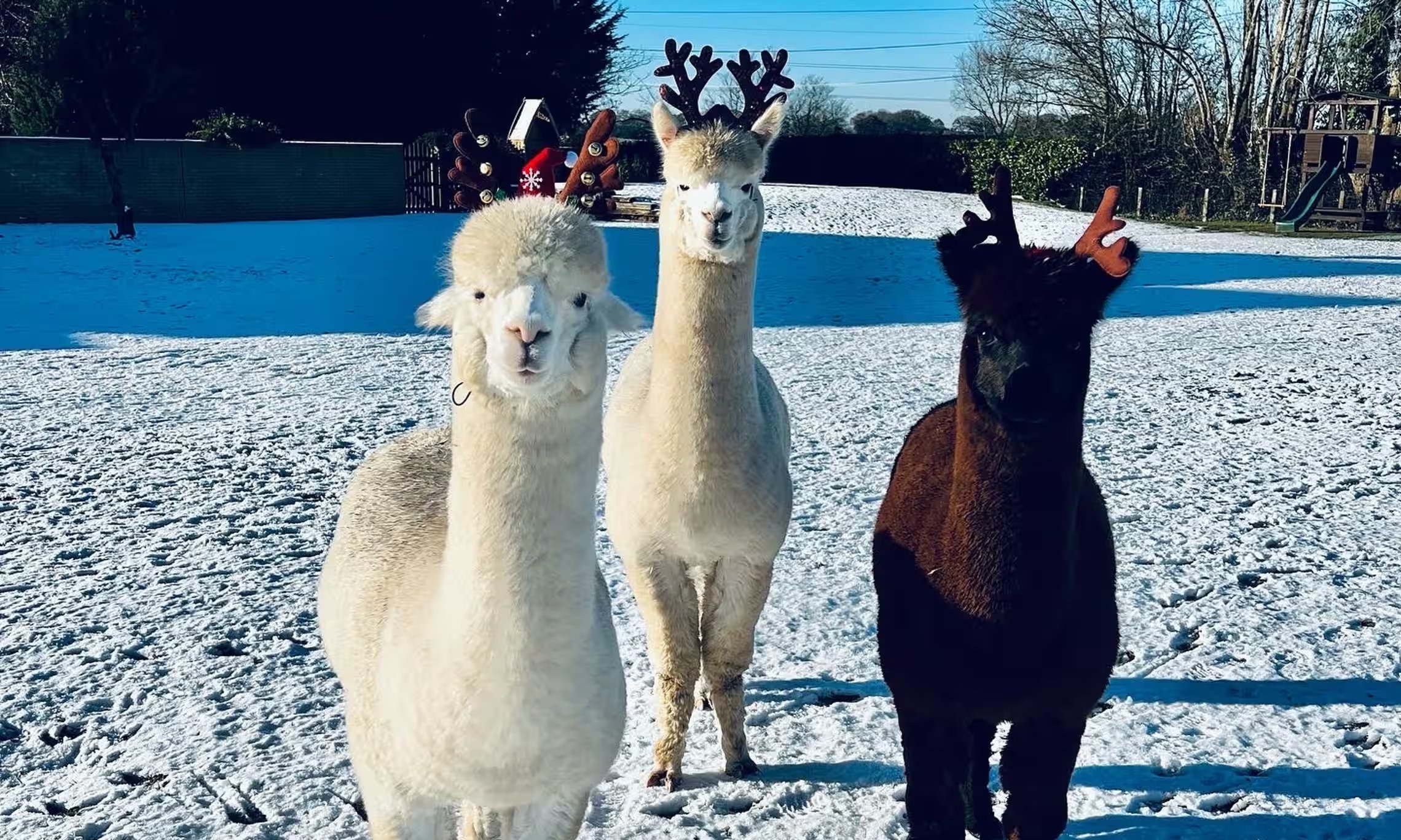 Three Christmas-dressed Alpacas in the snow